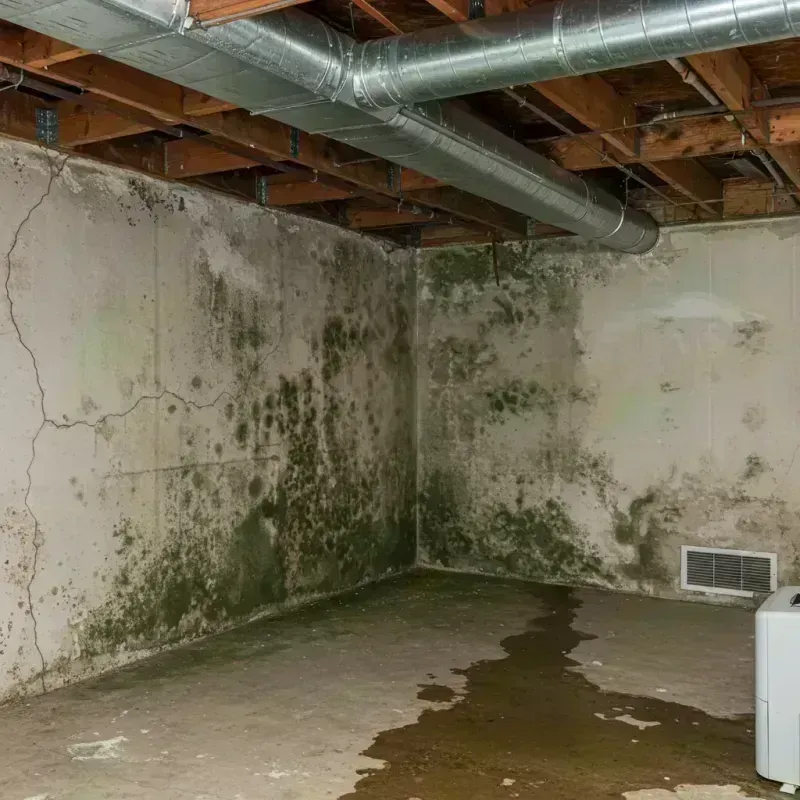 Professional Mold Removal in Booker, TX